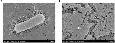 Genomic attributes and characterization of novel exopolysaccharide-producing bacterium Halomonas piscis sp. nov. isolated from jeotgal